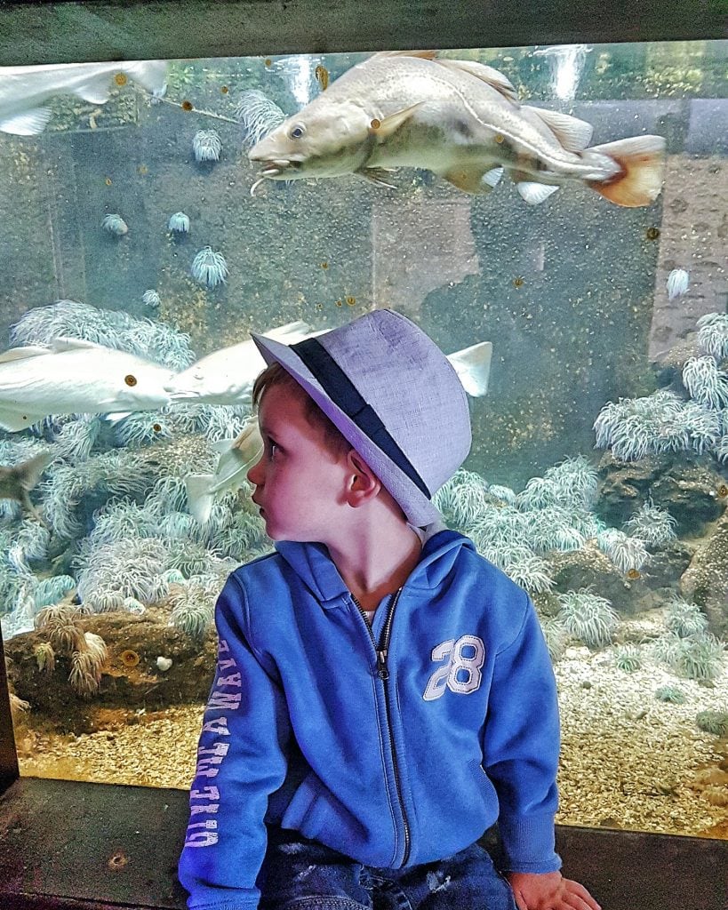 Boy in front of aquarium by Someone's Mum