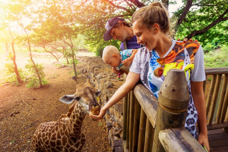 Feeding Giraffes at Casela Safari Park