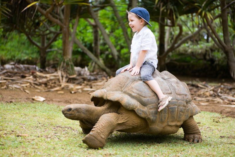 Boy on tortoise Mauritius