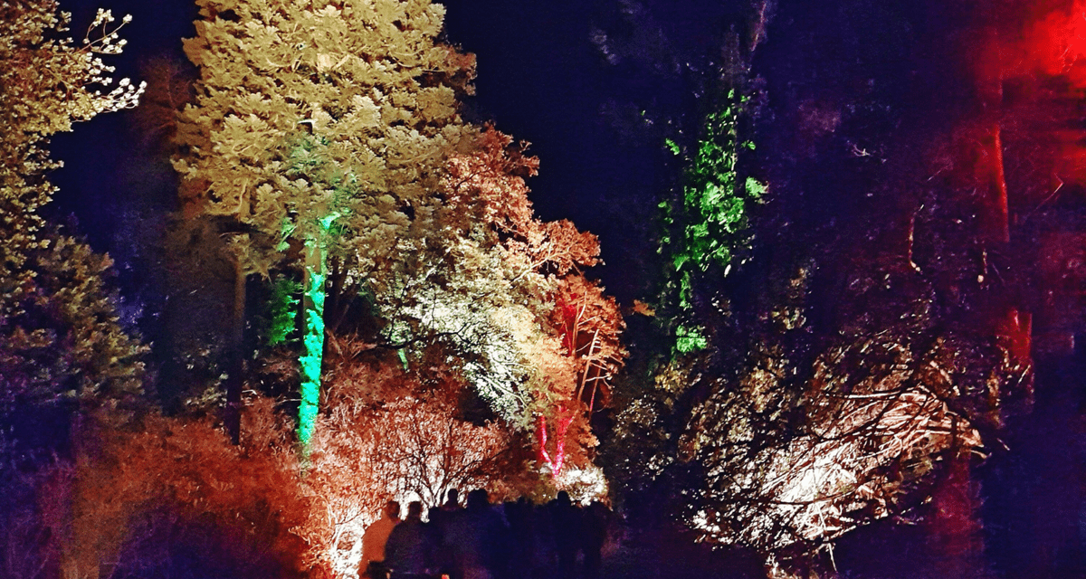 Enchanted Christmas illuminations at Westonbirt Arboretum