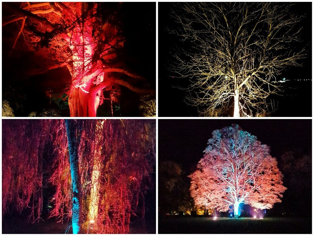 Trees at Westonbirt